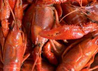 Kräftskiva Svedalassa: Grov pahoinpitely tapahtui news-13082024-033412