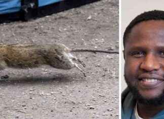 Kesän jyrsijäongelma Östersundissa – tilanne nyt news-13082024-041252