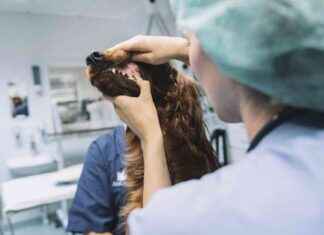 Eläinlääketieteellisten palveluiden kustannukset Östersundissa: Täydellinen hintaluettelo news-15082024-060556