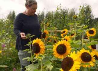 Poliisista kukkakauppiaaksi Jämtlandissa news-16082024-062228