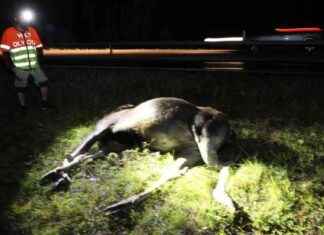 Auto törmäsi hirveen E14-tiellä news-13092024-055859