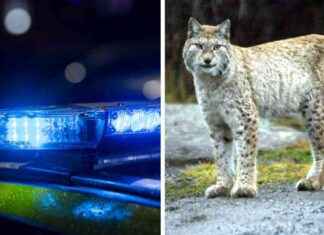 Lohikäärme ammuttiin kaulaan – esitutkinta lopetettu news-13092024-140335