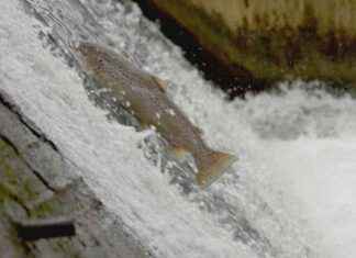 Avoin vaellusreitit kaloillemme: Debatti news-16092024-082254