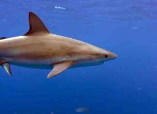 Turisti kuoli hain hyökätessä Kanariansaarten ulkopuolella news-17092024-221717