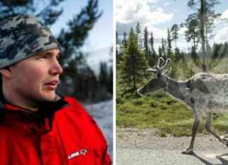 Vilsen ren Hoforsissa: mahdollisesti omistaja Jämtlandista news-18092024-222551