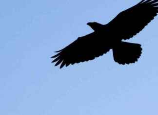 Tarvitaan optimismia – ei onnettomuuskorppeja news-22092024-141227