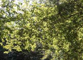 Dynamitin käyttö puurouheen torjumiseksi Bakkenissa news-22092024-221926