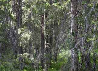 Haasteet Västerbottenissa: 10 asiaa, jotka sinun tulee tietää news-06102024-102110