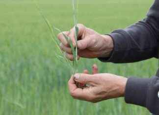 (S) Poliittinen painopiste on vallan arvostaminen maaseudun sijaan news-14102024-023119