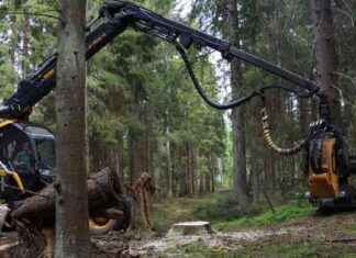 Suomen metsätalouden tilannetta koskeva keskustelu: Ruotsin metsätalous on muuttunut kaaoksen tombolaksi news-15102024-092218