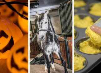 Hauskoja aktiviteetteja Åressa syyslomalla: Ilmainen opas news-25102024-183040