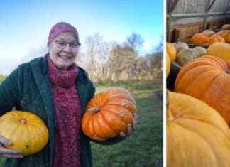 Pumpaodlaren vastaa: En ole halloween-juhlien fani news-29102024-140237