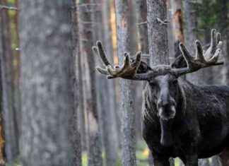 Kohteen tunnistaminen ja keskittyminen: Hirvikannan yhteisten tavoitteiden kunnioittaminen news-04112024-025710