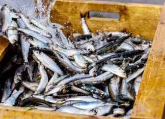 Orimattomat kalastuskiintiöt uhkaavat Itämerta news-05112024-042903