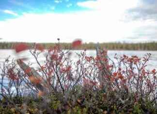 Tomrövenin nimen vaihtaminen: Opas nimenmuutoksen prosessiin news-07112024-223235