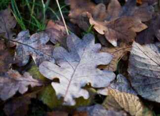 Älä leikkaa nurmikkoa lokakuun lopussa news-12112024-091717