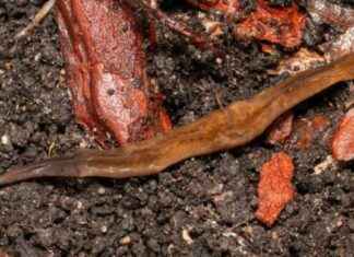 Uusi löytö: Invasiivinen kannibaalimato Ruotsissa news-12112024-151820