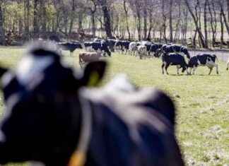 Kuinka tärkeää on Kornan laidunominaisuus? kuinka-trke-on-kornan-laidunominaisuus