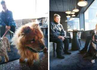 Koirat juhlivat uutta vuotta ilman ilotulitteita – Uusi vuosi koirille rauhallisesti koirat-juhlivat-uutta-vuotta-ilman-ilotulitteita-uusi-vuosi-koirille-rauhallisesti