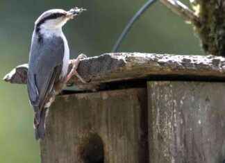 Miksi linnut keräävät roskia – kevätsiivous vinkit miksi-linnut-kervt-roskia-kevtsiivous-vinkit