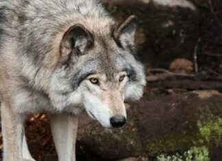 Hur Små Stenskott Kan Man Laga Hur Små Stenskott Kan Man Laga