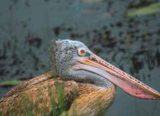 Kött Restaurang Stockholm: Här Äter Du Bäst Kött Kött Restaurang Stockholm: Här Äter Du Bäst Kött