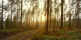 Solens Upp Och Nedgång Tabell Stockholm Solens Upp Och Nedgång Tabell Stockholm