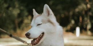 Tåg Göteborg Stockholm: Upptäck Det Bästa Resalternativet Här!