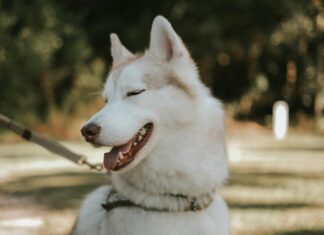 Tåg Göteborg Stockholm: Upptäck Det Bästa Resalternativet Här!