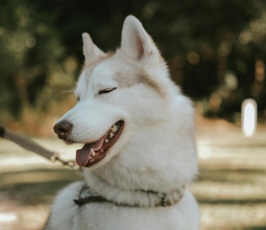 Tåg Göteborg Stockholm: Upptäck Det Bästa Resalternativet Här!