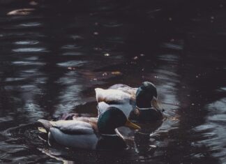 Teddy Swims Stockholm: Upptäck Den Magiska Konserten!