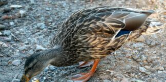 Trängselskatt Stockholm Tider: Vad Du Behöver Veta För En Smidigare Resa