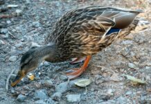 Musikal Stockholm: Upptäck De Bästa Föreställningarna Just Nu