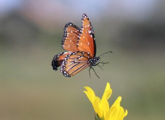 Kendrick Lamar Stockholm: Upptäck Hemligheterna Bakom Konserten