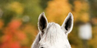 Påsklov 2024 Stockholm: Upptäck Spännande Aktiviteter och Evenemang