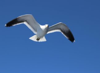 Patagonia Stockholm: Upptäck Dolda Skatter I Svensk Natur