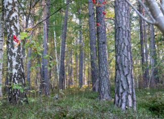 Paddel Stockholm: Upptäck de Bästa Spelplatserna och Tipsen!