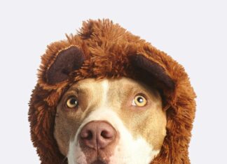 Pitbull Stockholm: Upptäck Hemligheterna Bakom Den Starka Rasen